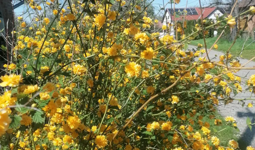 Kerka Vendghz Csesztreg - Mjus 1. (min. 2 j)