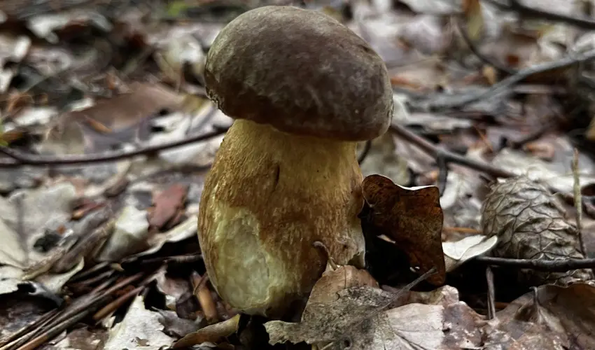 Kerka Vendghz Csesztreg - Mjus 1. (min. 2 j)