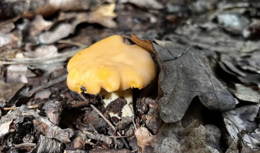 Kerka Vendghz Csesztreg - Mjus 1. (min. 2 j)