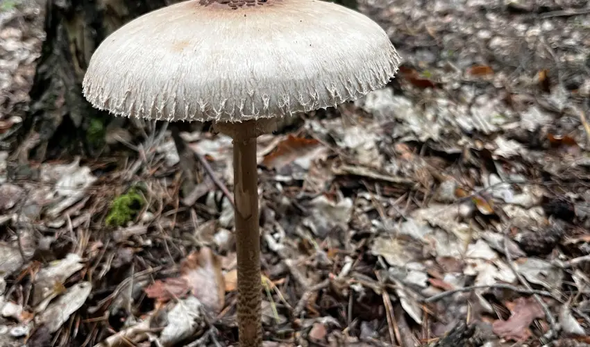 Kerka Vendghz Csesztreg - Mjus 1. (min. 2 j)