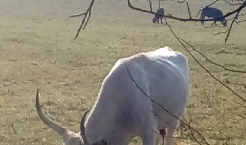 Kerka Vendghz Csesztreg - Mjus 1. (min. 2 j)