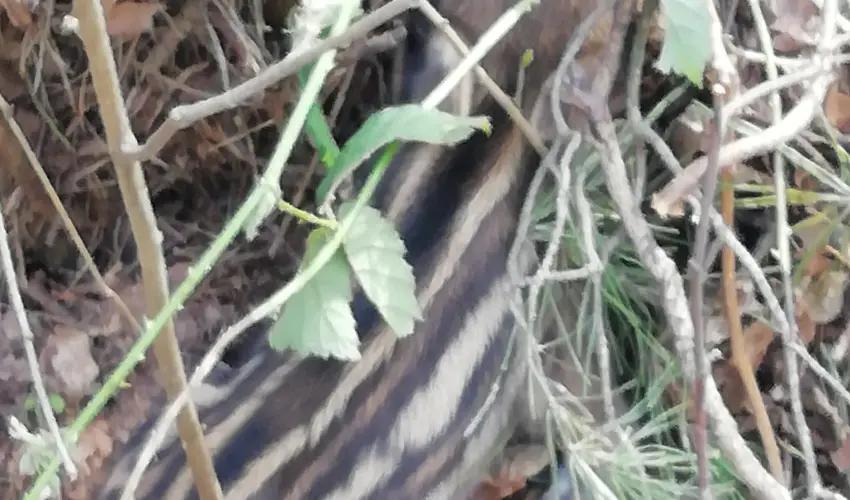 Kerka Vendghz Csesztreg - Mjus 1. (min. 2 j)