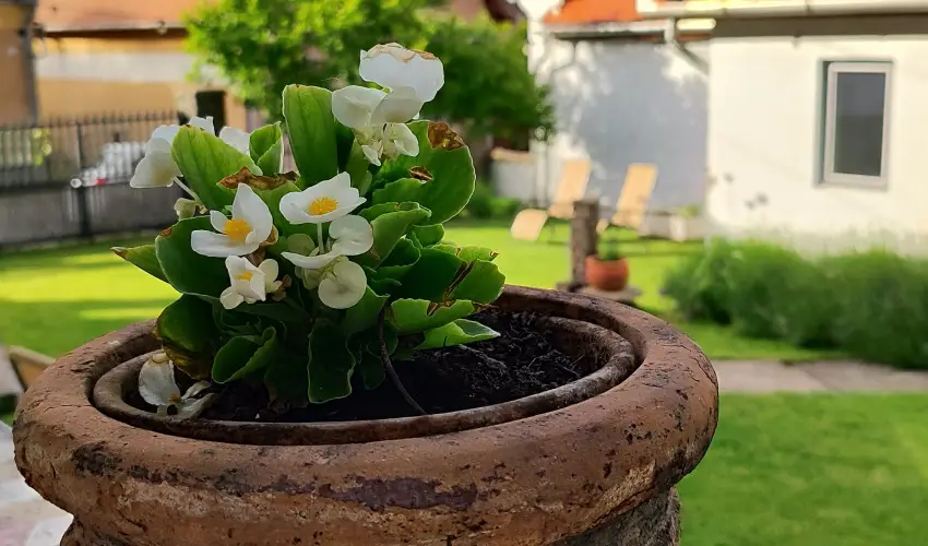 Kiskilenc Vendghz Szarvask - Mjus 1. (min. 2 j)