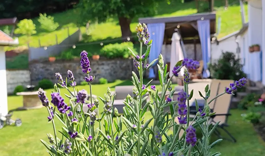 Kiskilenc Vendghz Szarvask - Mjus 1. (min. 2 j)