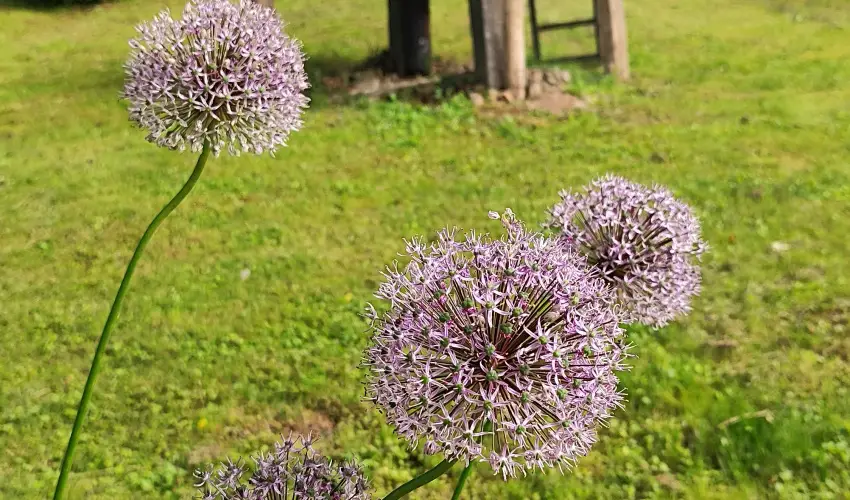 Kiskilenc Vendghz Szarvask - Mjus 1. (min. 2 j)