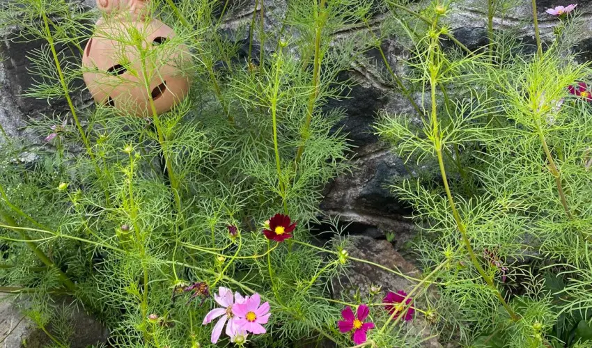 Kiskilenc Vendghz Szarvask - Mjus 1. (min. 2 j)