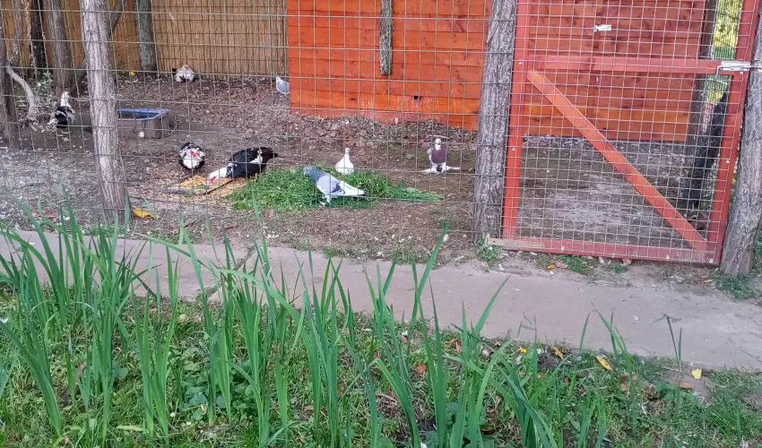 Krs Vendghz Szarvas - Mjus 1. (min. 2 j)