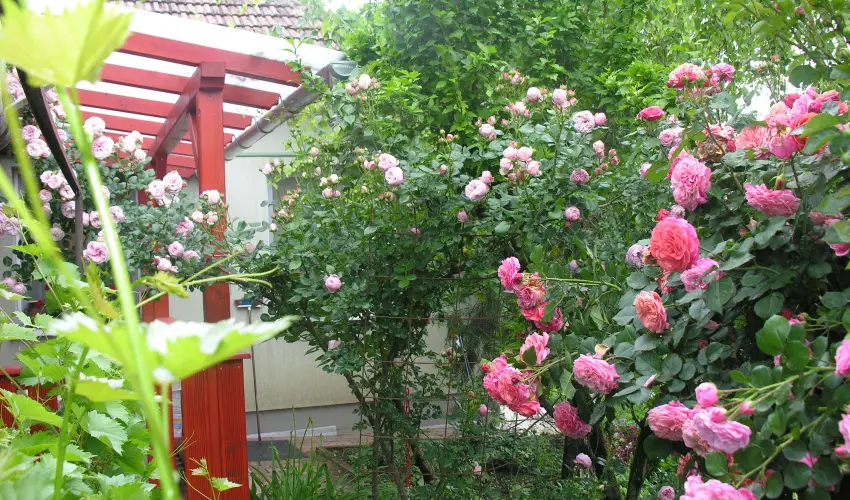 Lelkeshz Szarvas - Mjus 1. 