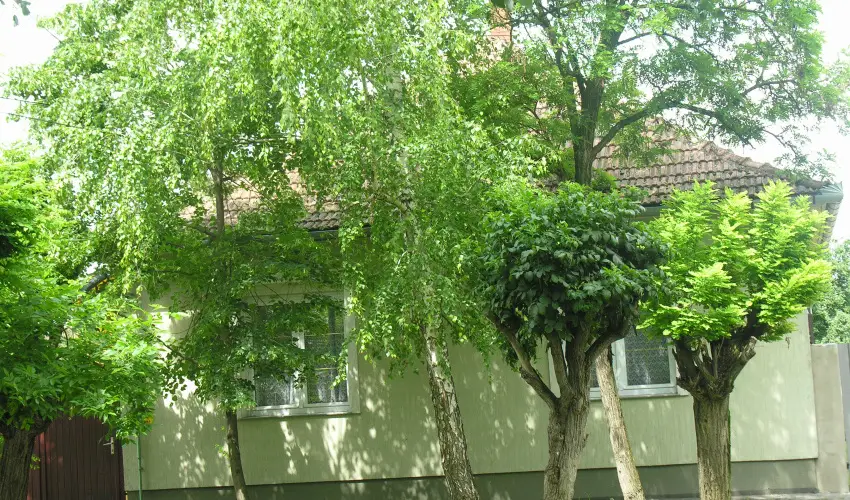 Lelkeshz Szarvas - Mjus 1. 