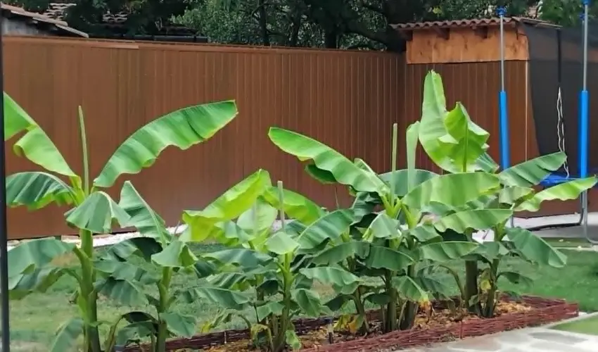 Lilla Apartmanhzak Szilvsvrad - Mjus 1. (min. 3 j)