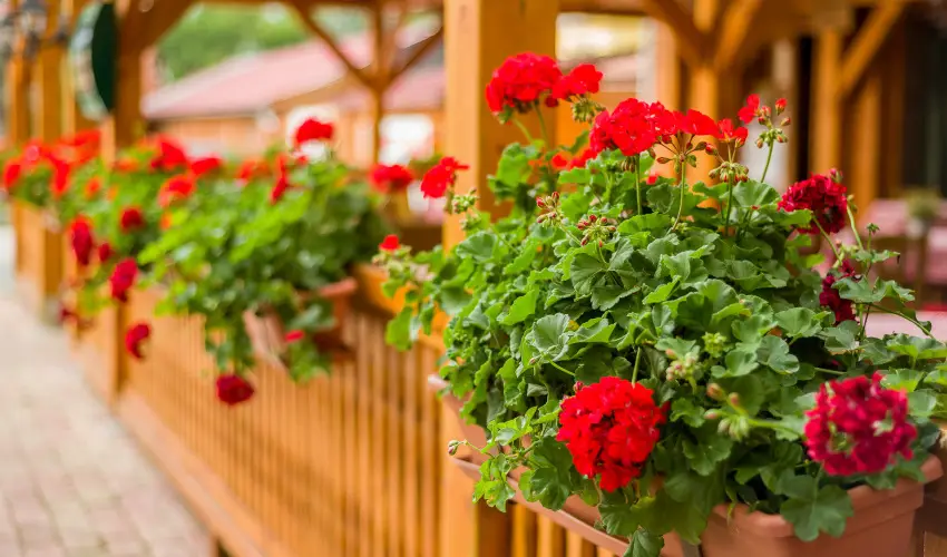 Lipicai Hotel Szilvsvrad - Mjus 1. (min. 2 j)