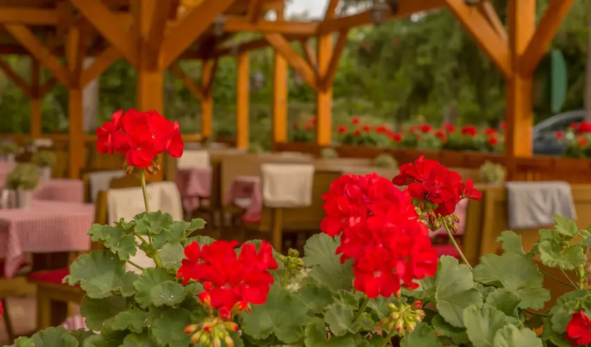 Lipicai Hotel Szilvsvrad - Mjus 1. (min. 2 j)