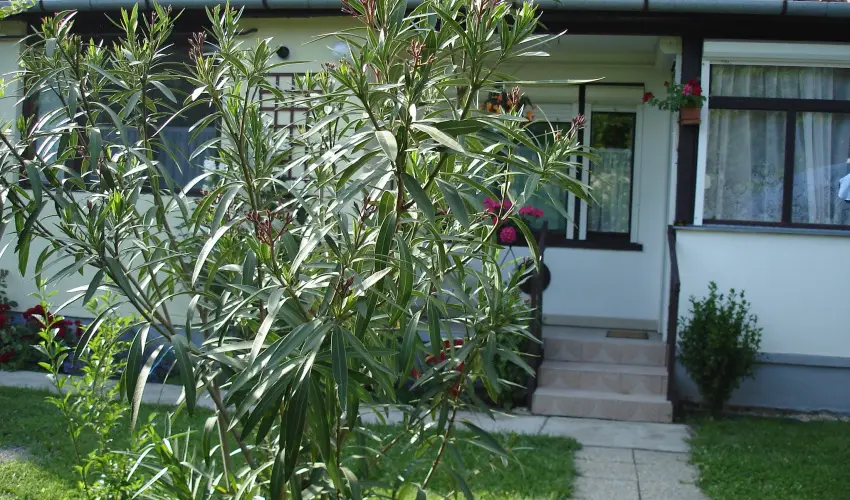 Liza Apartman Gyula - Mjus 1. (min. 2 j)