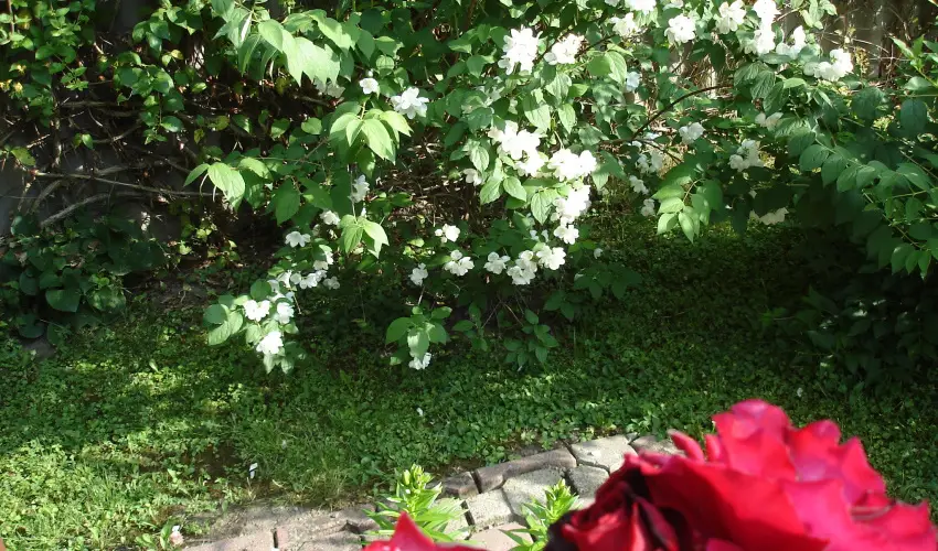 Liza Apartman Gyula - Mjus 1. (min. 2 j)