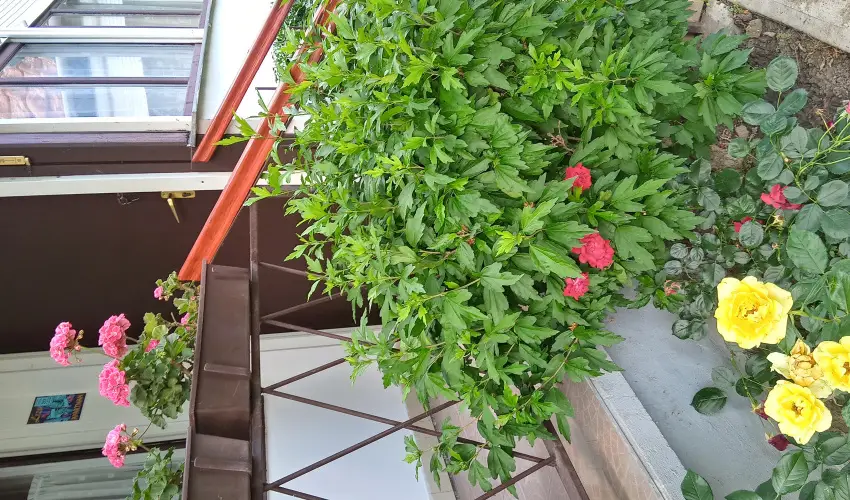 Liza Apartman Gyula - Mjus 1. (min. 2 j)