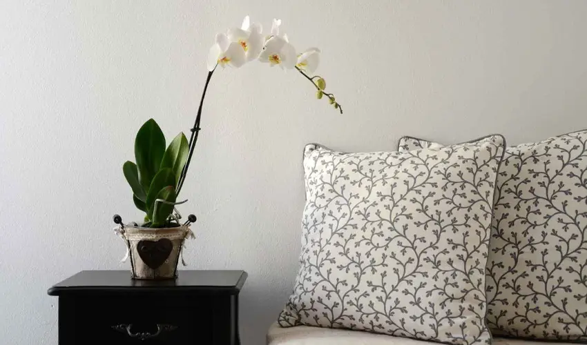 Malom-t Vendghz Tapolca - Mjus 1.