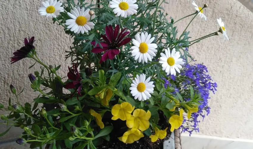 Margar�ta Panzi� S�rospatak - M�jus 1. (min. 2 �j)