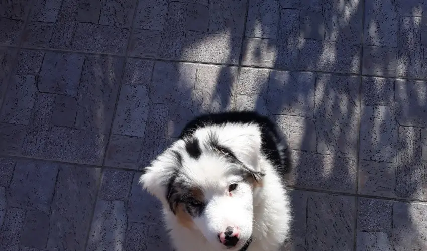 Napsugr Kenzy Lux Apartman Vendghzak Hajdszoboszl - Mjus 1. (min. 2 j)