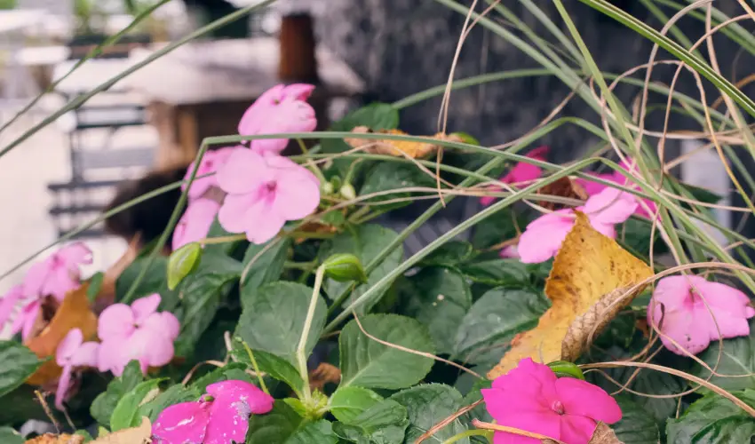 Neptun Badacsony Badacsony - Mjus 1.