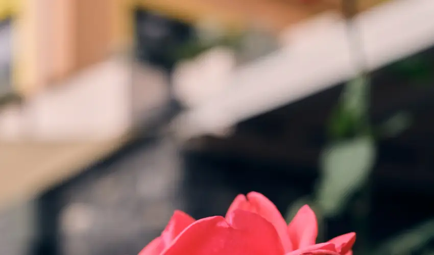 Neptun Badacsony Badacsony - Mjus 1.