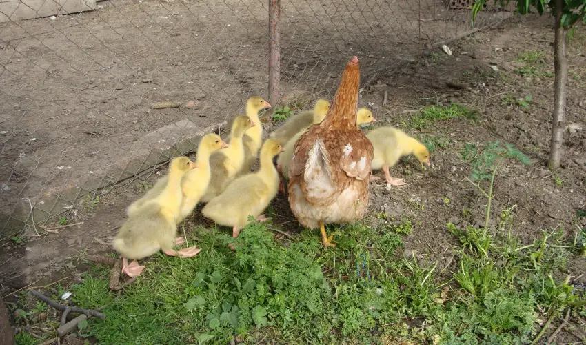 Nyugi Tanya Magyarts - Mjus 1. (min. 3 j)