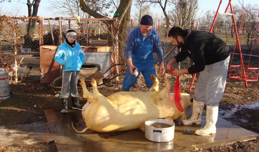 Nyugi Tanya Magyarts - Mjus 1. (min. 3 j)