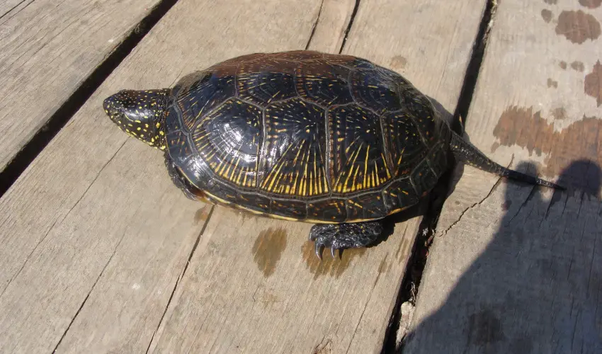 Nyugi Tanya Magyarts - Mjus 1. (min. 3 j)