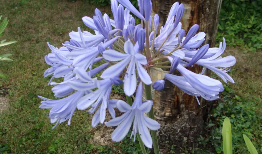 Nyugi Tanya Magyarts - Mjus 1. (min. 3 j)