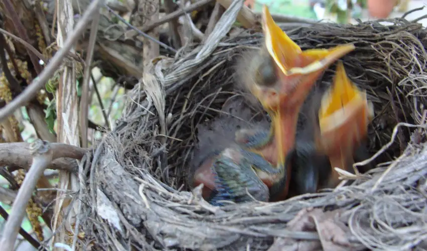 Nyugi Tanya Magyarts - Mjus 1. (min. 3 j)