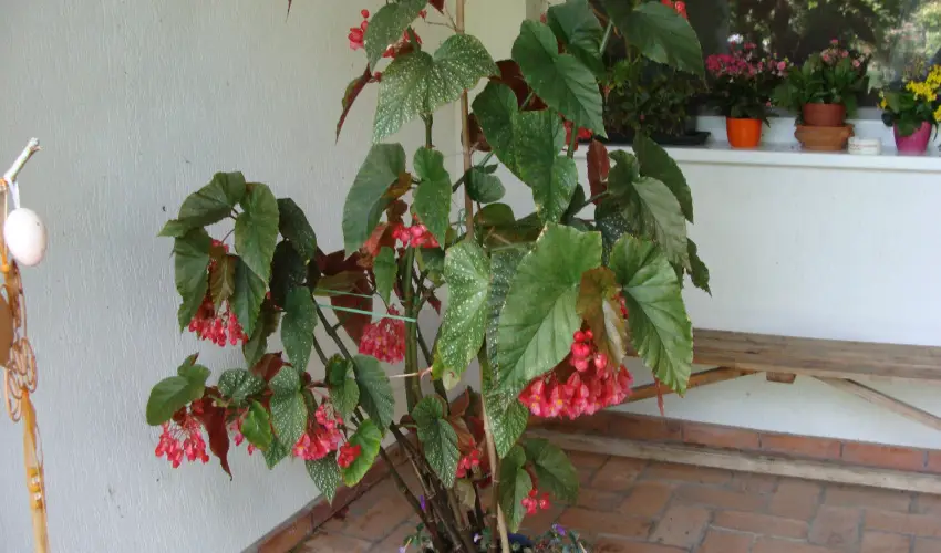 Nyugi Tanya Magyarts - Mjus 1. (min. 3 j)