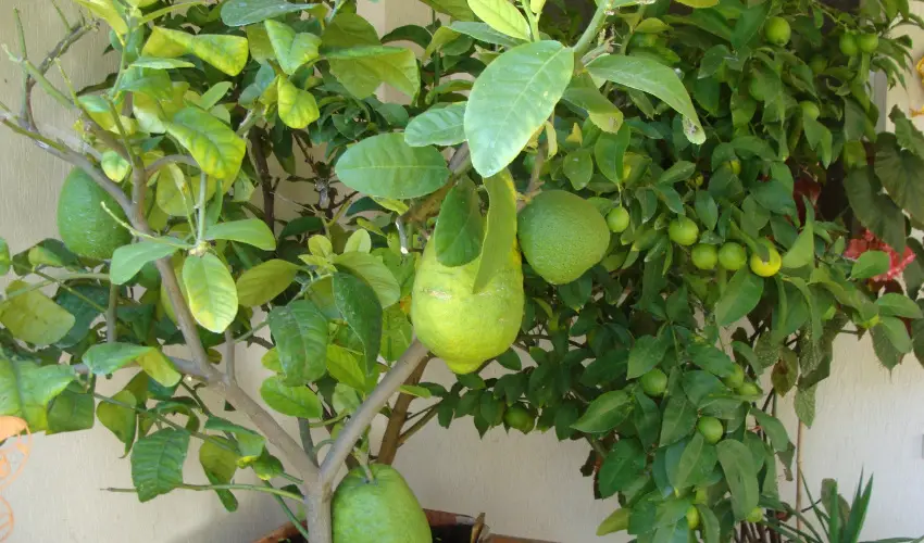 Nyugi Tanya Magyarts - Mjus 1. (min. 3 j)