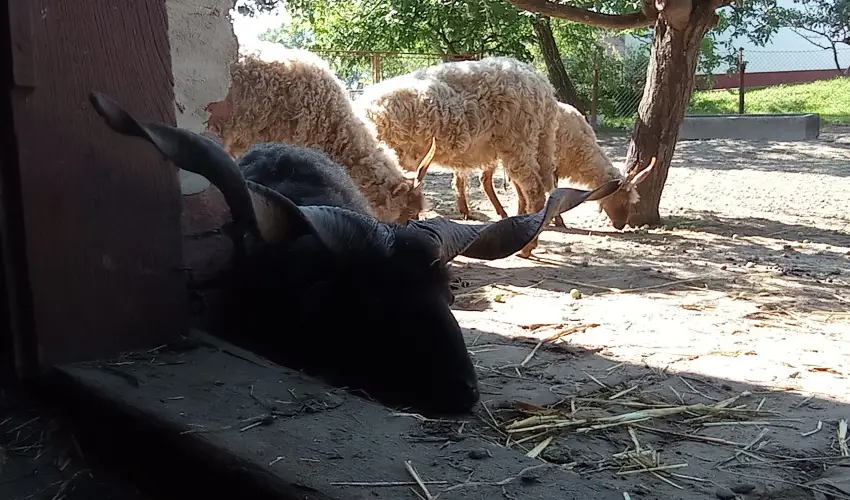 Pni Kuck Vendghz s Minifarm  Hosszvlgy - Mjus 1.