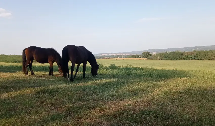 Pni Kuck Vendghz s Minifarm  Hosszvlgy - Mjus 1.