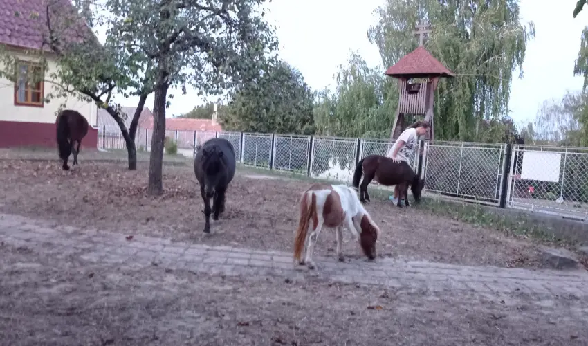 Pni Kuck Vendghz s Minifarm  Hosszvlgy - Mjus 1.