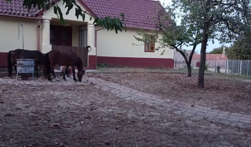 Pni Kuck Vendghz s Minifarm  Hosszvlgy - Mjus 1.