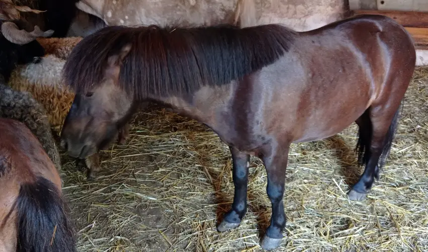 Pni Kuck Vendghz s Minifarm  Hosszvlgy - Mjus 1.