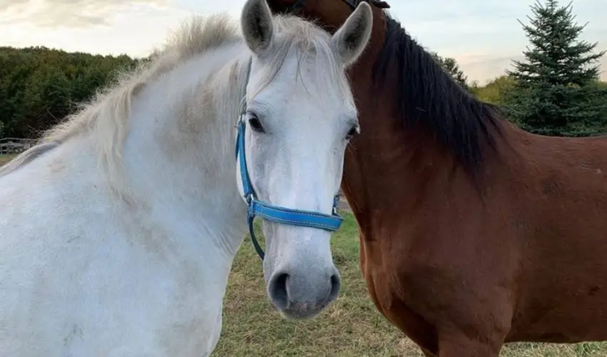 Rcz Tanya Orf - Mjus 1.