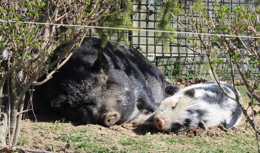 Rcz Tanya Orf - Mjus 1.