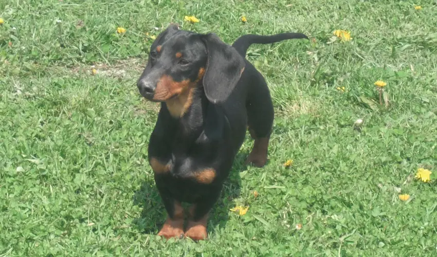 Sokor Fogad Sokorptka - Mjus 1.