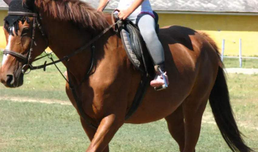 Sokor Fogad Sokorptka - Mjus 1.