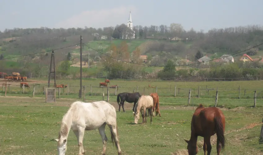 Sokor Fogad Sokorptka - Mjus 1.