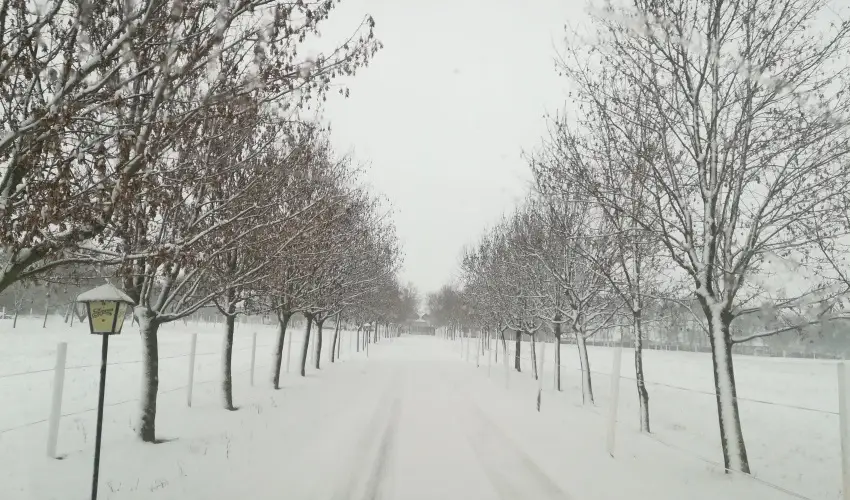 Sokor Fogad Sokorptka - Mjus 1.