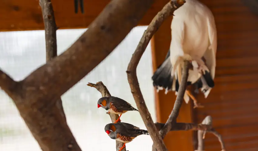 Sokor Fogad Sokorptka - Mjus 1.