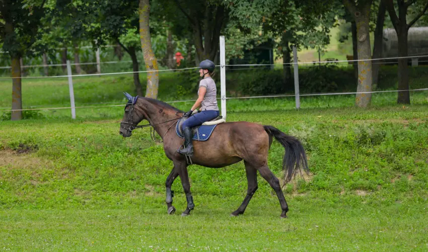Sokor Fogad Sokorptka - Mjus 1.