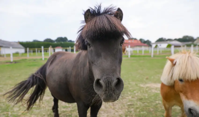 Sokor Fogad Sokorptka - Mjus 1.