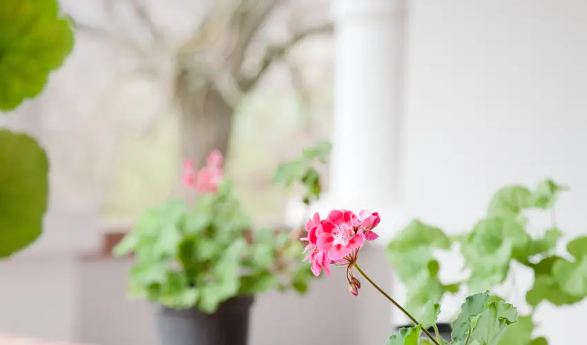 Somogy Kertje dlfalu s tterem Bonnya - Mjus 1. (min. 2 j)