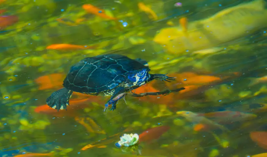 SunGarden Wellness Hotel Sifok - Mjus 1. (min. 2 j)