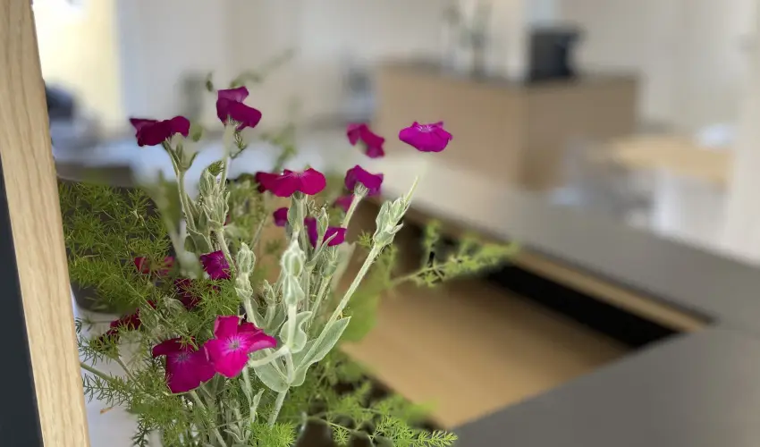 Svirg Terml Panzi Hajdnns - Mjus 1.