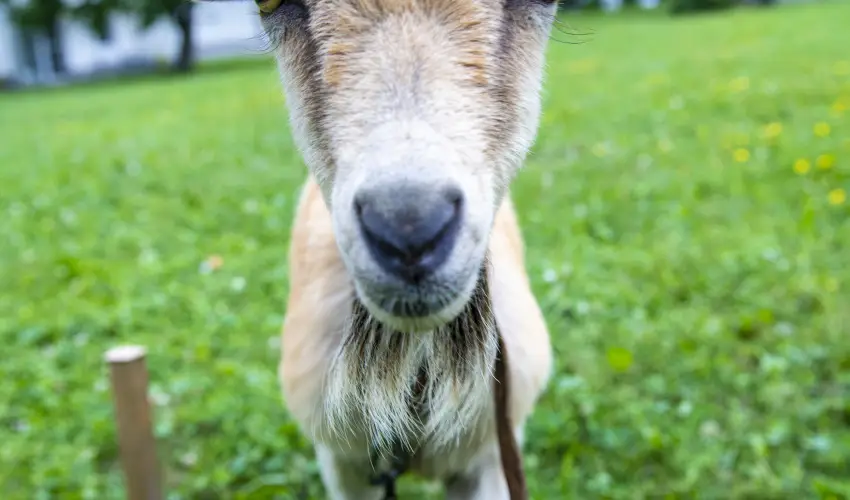 Term�l Apartmanok & Kemping Hark�ny Hark�ny - M�jus 1.