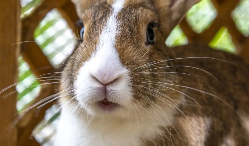 Term�l Apartmanok & Kemping Hark�ny Hark�ny - M�jus 1.